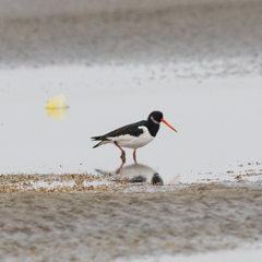 Haematopus ostralegus