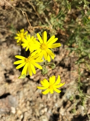 Osteospermum microcarpum microcarpum