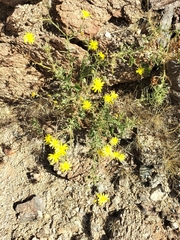 Osteospermum microcarpum microcarpum
