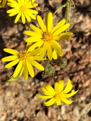 Osteospermum microcarpum microcarpum