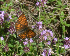Melitaea