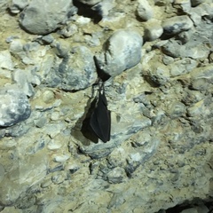 Rhinolophus hipposideros