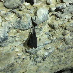 Rhinolophus hipposideros