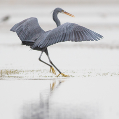 Egretta gularis