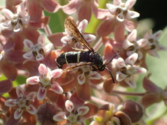 Paranthrene tabaniformis