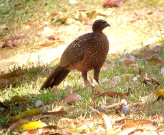 Penelope ochrogaster