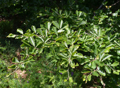 Fagus sylvatica