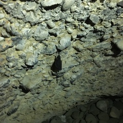Rhinolophus hipposideros