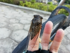 Cryptotympana atrata