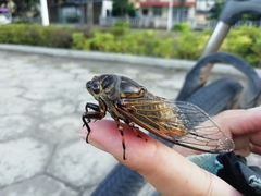 Cryptotympana atrata