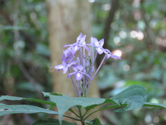 Pseuderanthemum graciliflorum