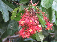 Saraca declinata