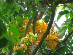 Saraca thaipingensis