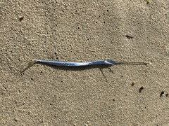 Euleptorhamphus viridis