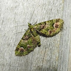 Pasiphila semochlora