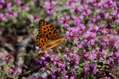 Argynnis adippe