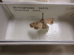Scotogramma trifolia