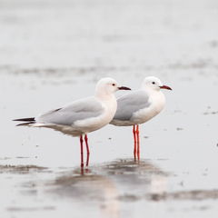Chroicocephalus genei