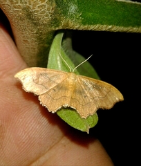 Idaea dromikos