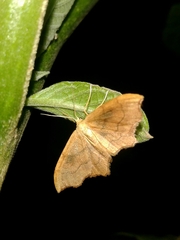 Idaea dromikos