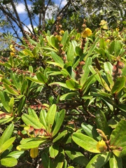 Hibbertia trachyphylla