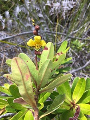 Hibbertia trachyphylla