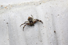 Strigoplus guizhouensis