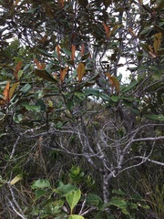 Alphitonia neocaledonica