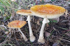 Amanita muscaria