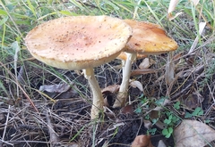 Amanita muscaria
