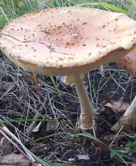 Amanita muscaria