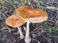 Amanita muscaria