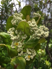 Argophyllum