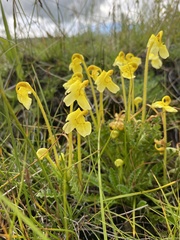 Pedicularis longiflora