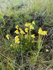 Pedicularis longiflora