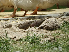 Columbina passerina