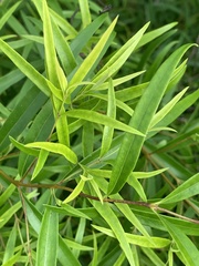 Notelaea linearis