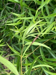 Notelaea linearis