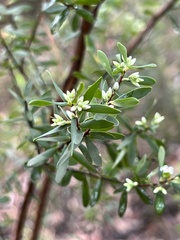 Styphelia mutica