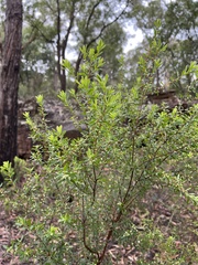 Styphelia mutica