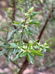 Styphelia mutica