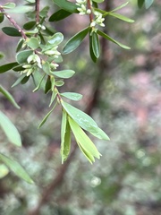 Styphelia mutica