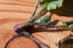 Puccinia hieracii