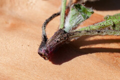 Puccinia hieracii