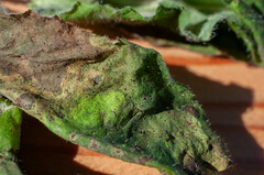 Puccinia hieracii