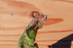 Puccinia hieracii