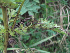 Puccinia tanaceti