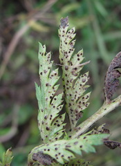 Puccinia tanaceti