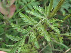 Puccinia tanaceti