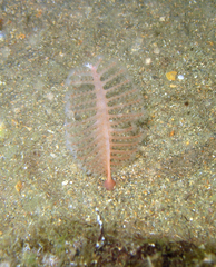 Pennatula rubra